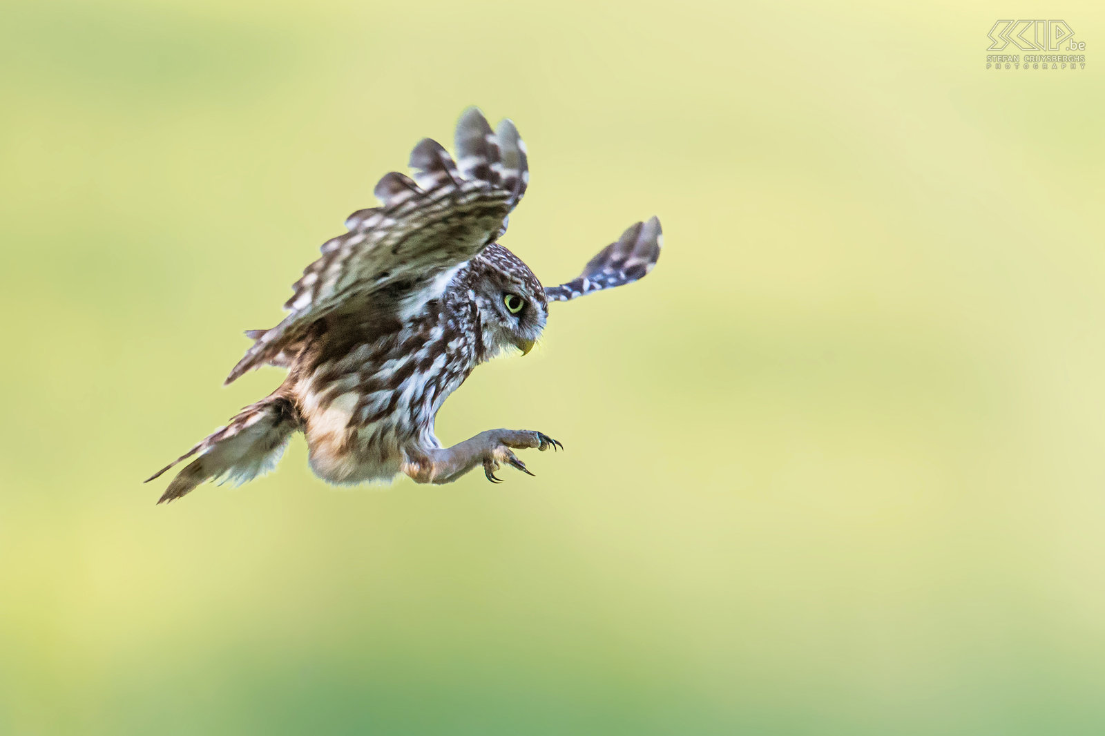 Aanvliegende steenuil De steenuil (Little owl, Athene noctua) is een van de kleinste uilen in de Lage Landen. Zoals de meeste uilen leeft de steenuil vooral 's nachts en komt hij voor in een breed scala aan habitatten waaronder landbouwgrond, bos, heide, ... De steenuil voedt zich met insecten en kleine zoogdieren zoals muizen.<br />
 Stefan Cruysberghs